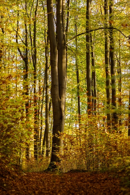 Verticaal schot van een bos met groen en geel doorbladerde bomen in Duitsland