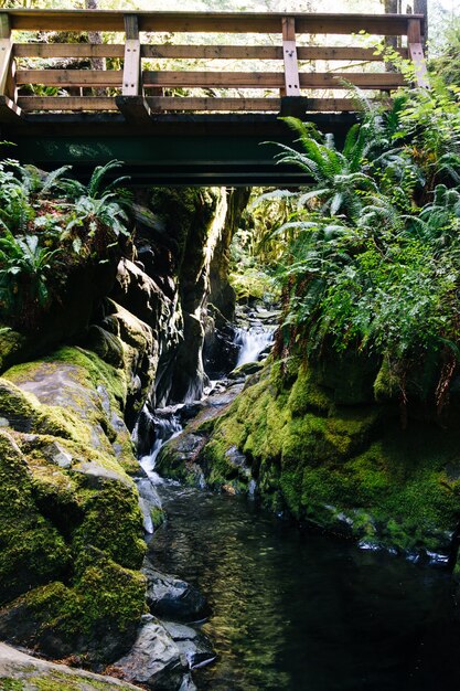 Verticaal schot van een brug over een waterval die in de rivier in het midden van een bos stroomt