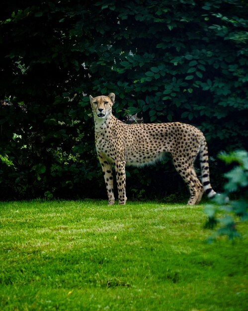 Verticaal schot van een cheetah die zich op een grasgrond bevindt met groene bladeren op de achtergrond
