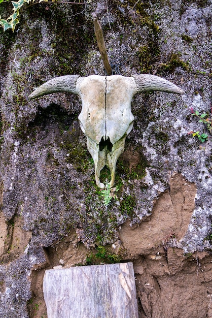 Verticaal schot van een dierlijke schedel die op een doorstane steenmuur hangt
