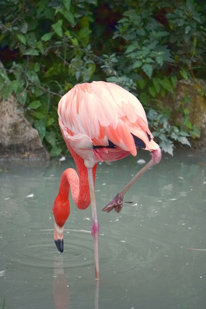 Verticaal schot van een flamingo die voedsel op het water zoekt