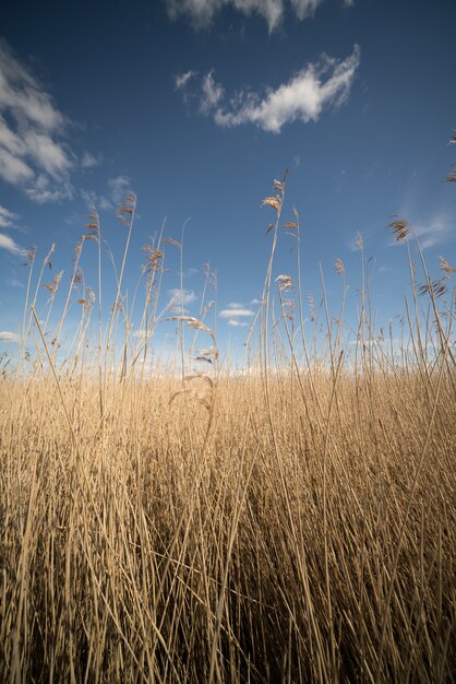 Verticaal schot van een gebied van droog lang geel gras met de heldere kalme hemel op de achtergrond