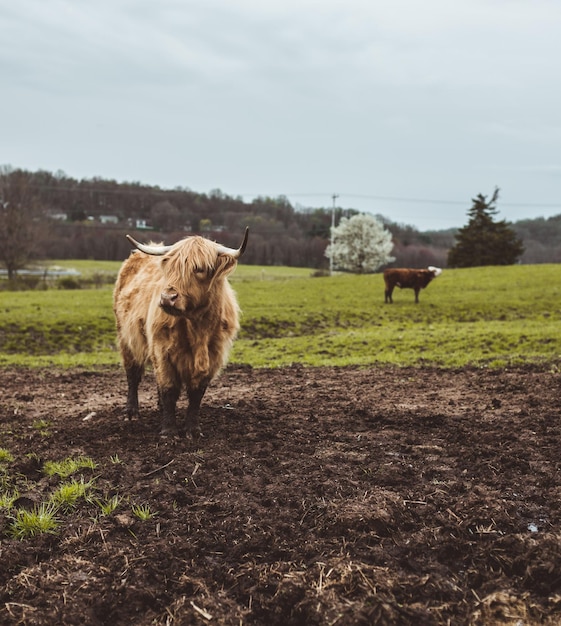 Verticaal schot van een gemberstier op een groen veld buiten