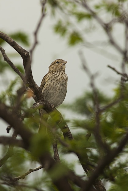 Verticaal schot van een gemeenschappelijke rietgors op de boom