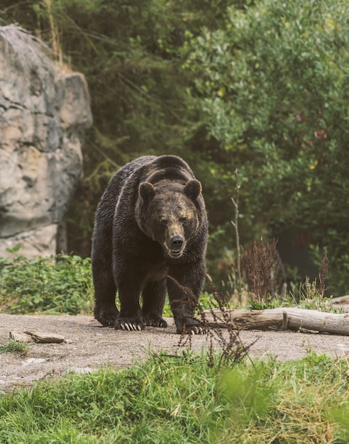 Verticaal schot van een grizzly die op een weg met een vaag bos op de achtergrond loopt