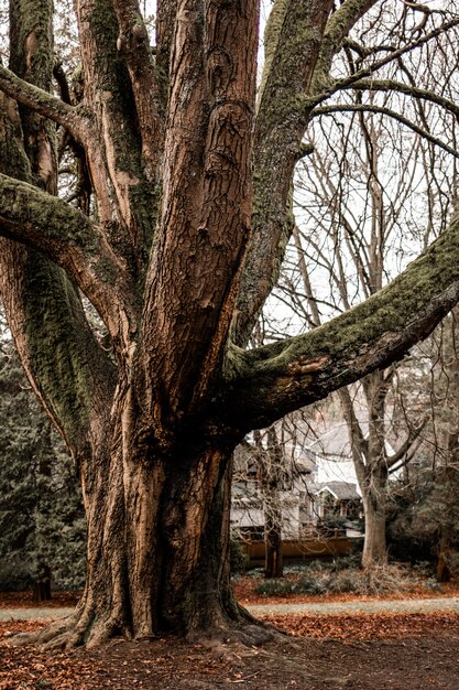 Verticaal schot van een grote oude boom met een witte hemel