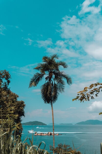 Verticaal schot van een hoge palmboom op het strand in Rio