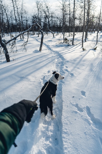 Gratis foto verticaal schot van een hond die met een leiband in de sneeuw loopt