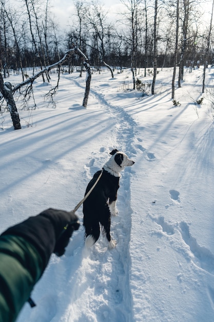Verticaal schot van een hond die met een leiband in de sneeuw loopt