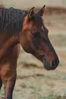 Gratis foto verticaal schot van een mooi bruin paard op een boerderij