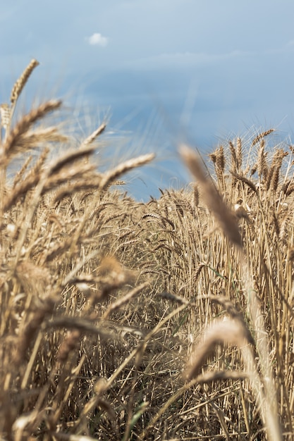 Verticaal schot van een mooi tarwegebied met blauwe hemel