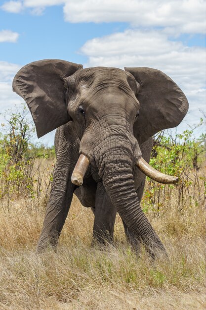 Verticaal schot van een olifant die zich op een grasrijk gebied bevindt
