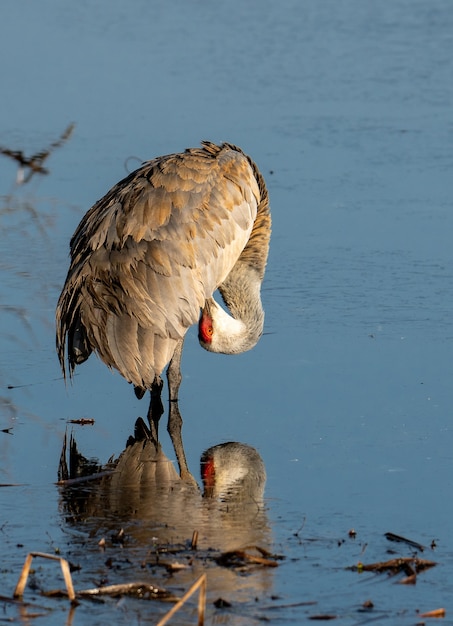 Verticaal schot van een ooievaar die zich op het water verzorgt