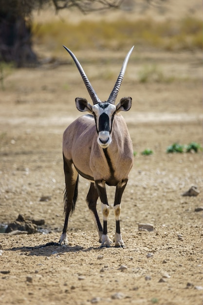 Verticaal schot van een oryx in de woestijn van Kalahari Namibië