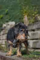 Gratis foto verticaal schot van een pluizige vuile schattige humeurige hond in de natuur voor een heuvel en trappen