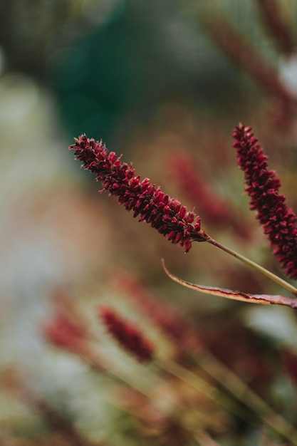 Gratis foto verticaal schot van een rode installatie met vage natuurlijke achtergrond