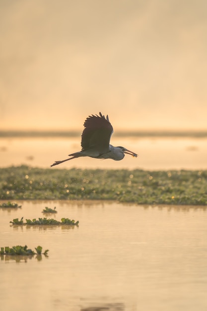 Verticaal schot van een vogel die boven het water met voedsel op zijn bek vliegt