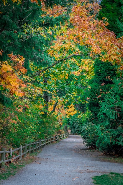 Gratis foto verticaal schot van een weg die door mooie kleurrijke bomen gaan die in dagtijd worden gevangen