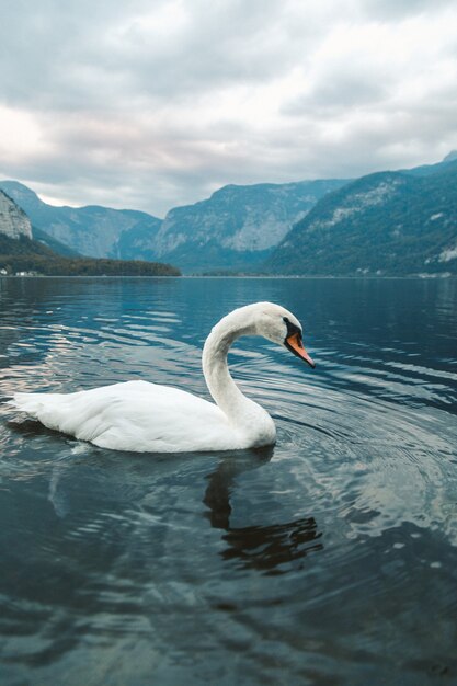 Verticaal schot van een witte zwaan die in het meer in Hallstatt zwemt. Oostenrijk