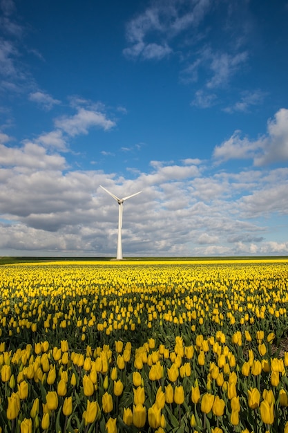 Verticaal schot van geel bloemgebied met een windmolen onder een blauwe bewolkte hemel