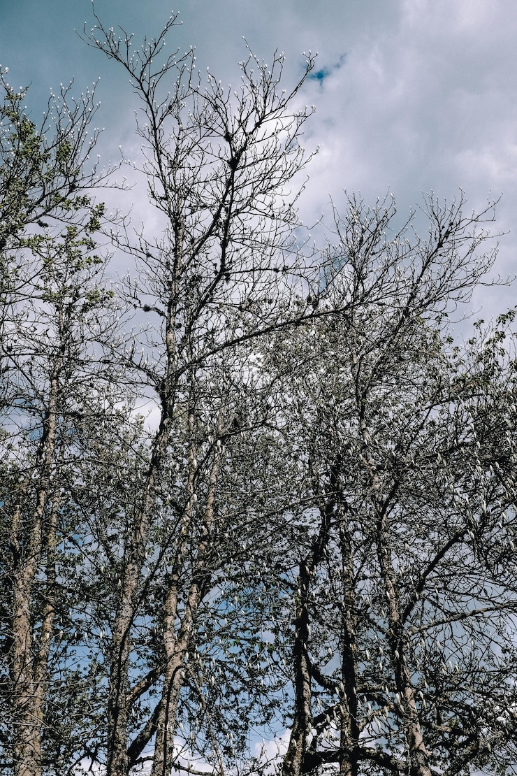 Gratis Foto verticaal schot van kale boomtakken in het park onder bewolkte hemel