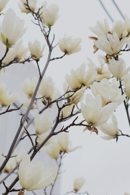 Verticaal schot van mooie witte bloesem op een tak van een boom