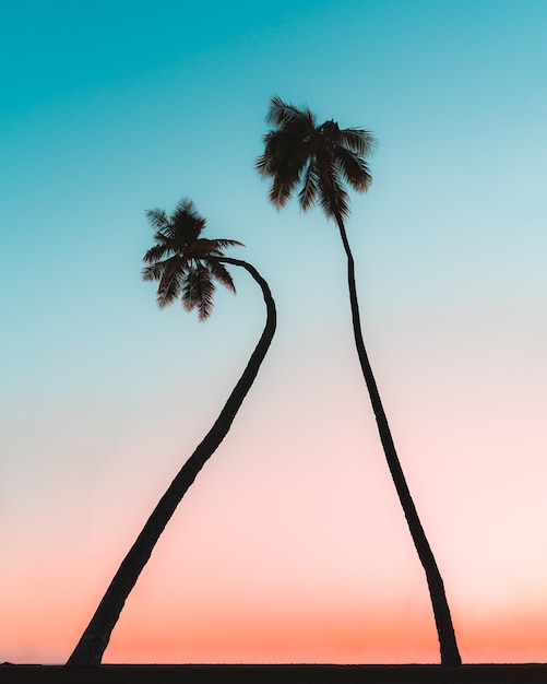 Gratis foto verticaal schot van palmbomen tegen de blauwe hemel