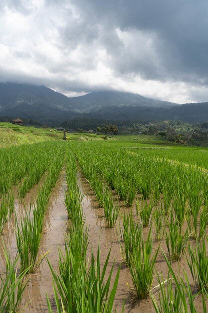 Verticaal schot van rijstvelden onder het daglicht