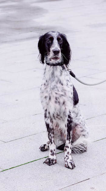 Verticaal schot van Russische spaniel met harnas op straat