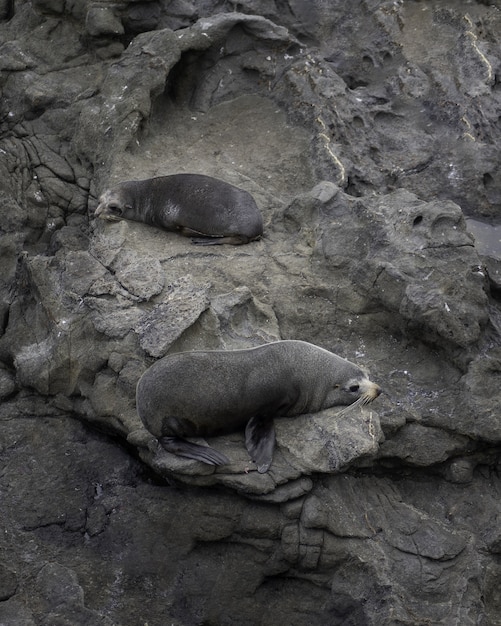 Gratis foto verticaal schot van twee leuke zeeleeuwen die op de rotsen liggen