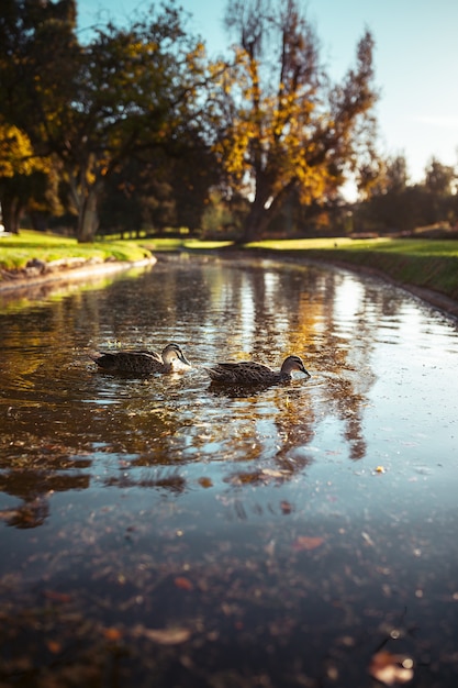 Gratis foto verticaal schot van twee wilde eenden die in een rivier zwemmen