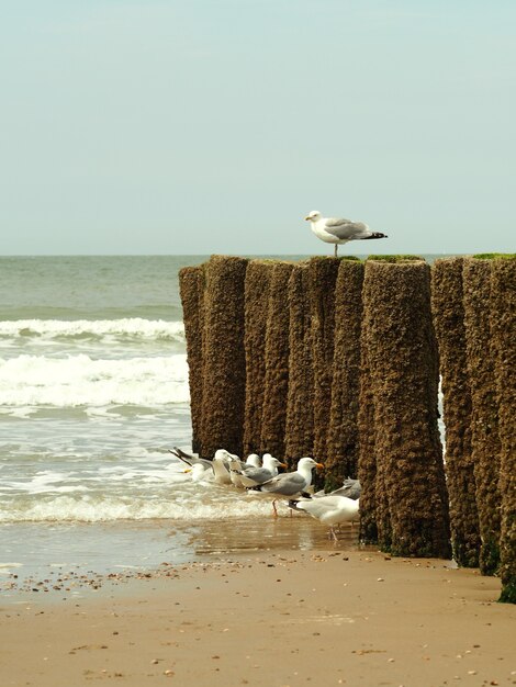 Verticaal schot van witte zeemeeuwen op een gouden zandstrand met een heldere blauwe hemel