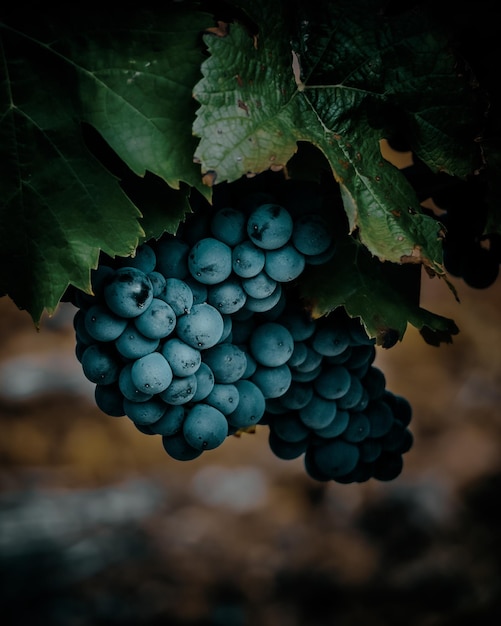 Verticaal schot van zwarte druiven die in een wijngaard groeien