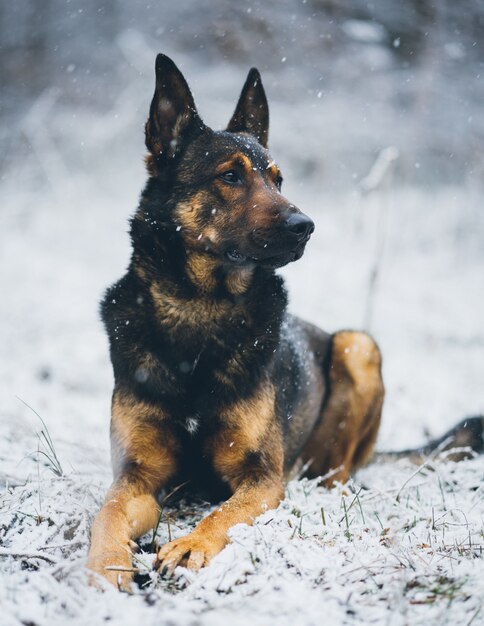 Verticaal selectief close-upschot van een zitting van de Duitse herderhond op een sneeuwoppervlakte