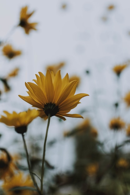 Verticaal selectief schot van een gele bloem in een tuin