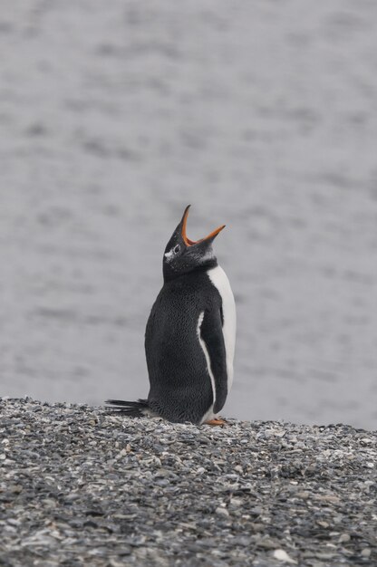 Verticaal van een gentoopinguïn die terwijl u op de steenachtige kust van de oceaan geeuwt