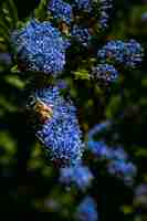 Gratis foto verticaal van een hommel op een bloem van een ceanothus-bloem