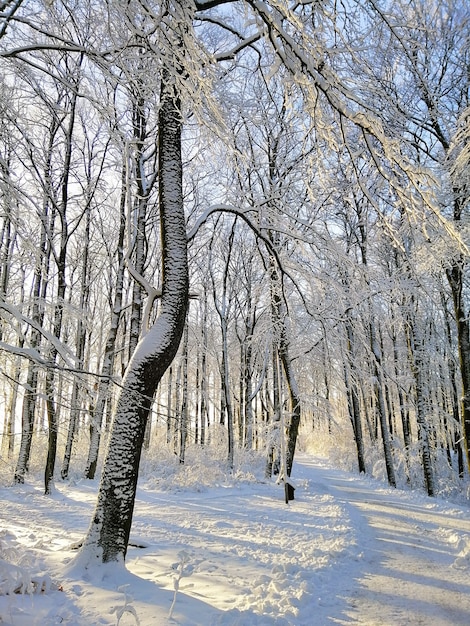 Verticale afbeelding van een bos omgeven door bomen en rotsen bedekt met sneeuw onder het zonlicht