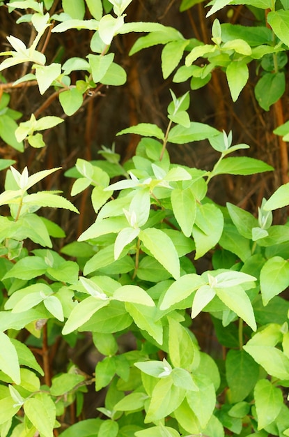 Verticale afbeelding van groene bladeren op planten