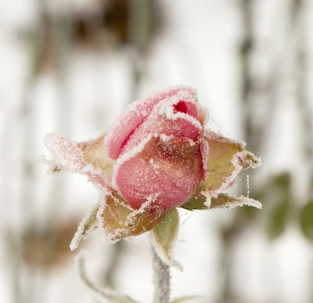 Verticale close-up focus shot van een bloem bedekt met sneeuw