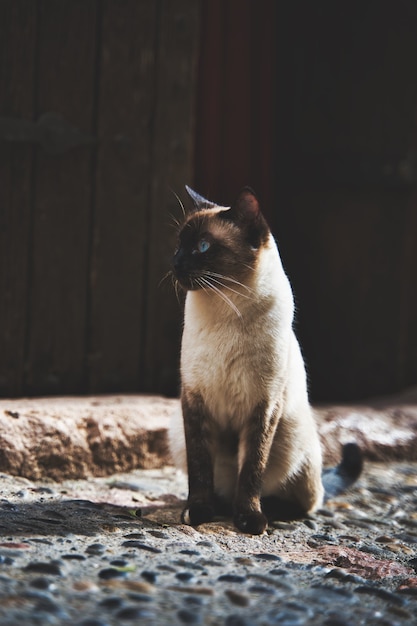 Verticale close-up focus shot van een schattige Siamese kat