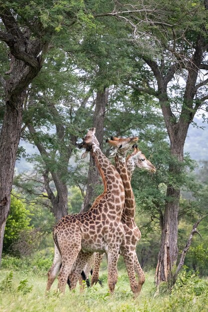 Verticale close-up shot van drie giraffen wandelen in de wildernis en bladeren van de bomen eten