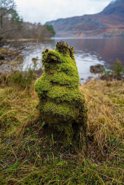 Verticale close-up shot van een boomstronk vallende mos bij Loch Maree, Highlands, Schotland