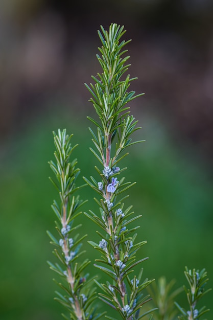 Verticale close-up shot van een denneboomtak met onscherpe achtergrond