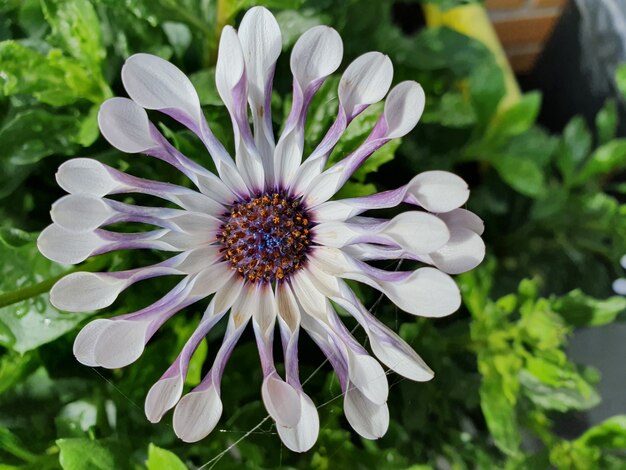 Verticale close-up shot van een exotische bloem