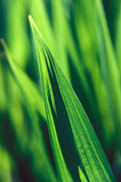 Verticale close-up shot van een groen blad met een wazige natuurlijke achtergrond overdag