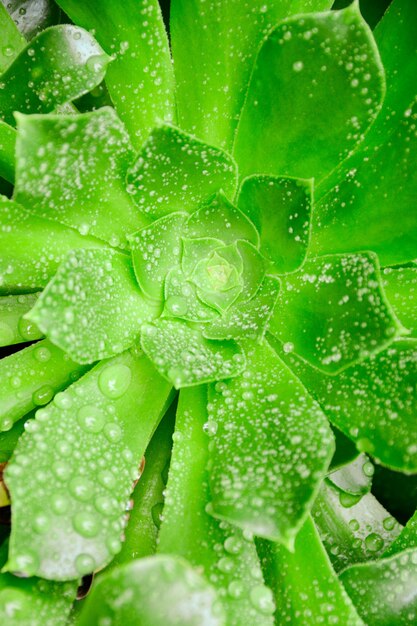 Verticale close-up shot van een groene plant bedekt met dauwdruppels