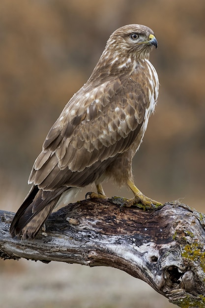 Verticale close-up shot van een havik neergestreken op een tak met een wazige ruimte