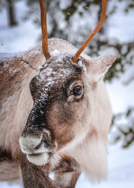 Verticale close-up shot van een hert in het besneeuwde bos in de winter