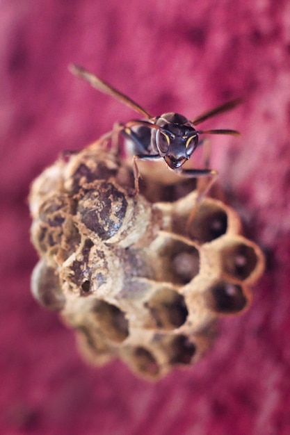 Verticale close-up shot van een insect op een roze plant